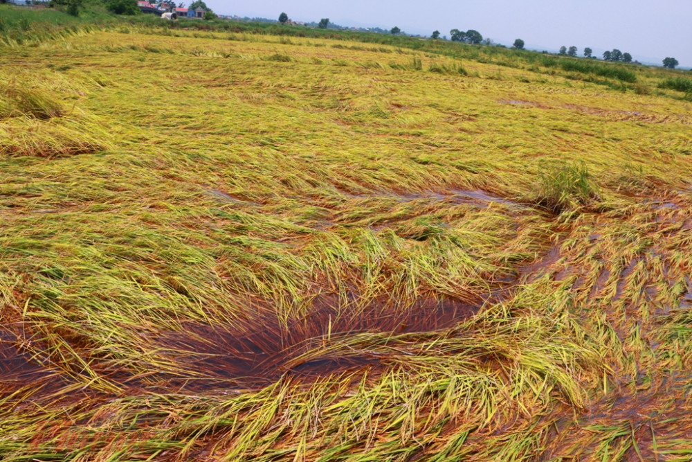 Sau hai trận mưa lớn cánh đồng rộng bạt ngàn nằm bên bờ sông  Thiệu Hóa đầy phù sa lúa ngả đổ trải dài hàng trăm mét. Đây là điều theo người dân làm ruộng ở đây gần 20 năm mới có “ lũ” giữa vụ mùa