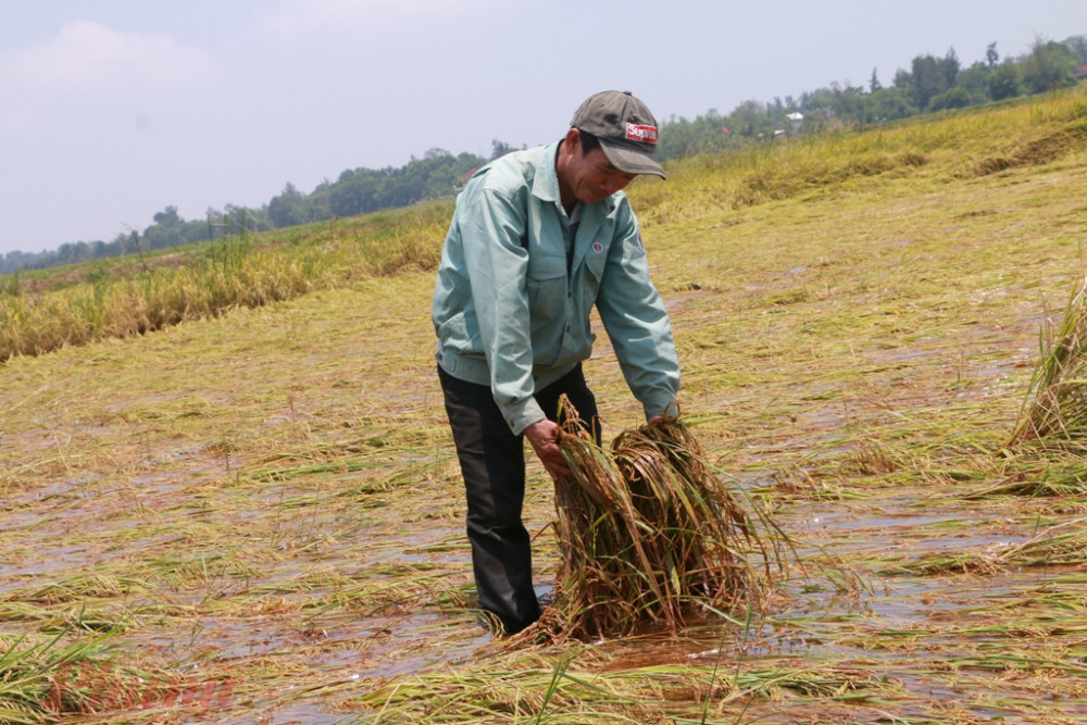 Dù rất vất vả sau ngày cơn mưa đã ngớt nhưng bà cong nông dân huyện Phú Vang vẫn ứa nước mắt trên cánh đồng của mình