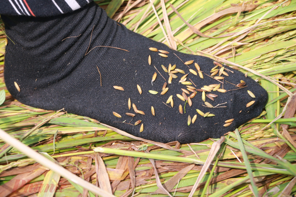 Một số hộ còn gói từng bó lúa đầy nước đưa về nhà rồi dùng chân đạp để hạt lúa tách từng hạt lúa nổi mộng để phơi riêng