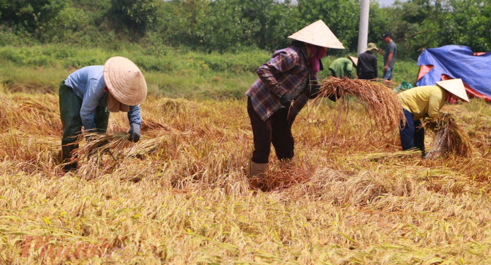  Trên cánh đồng thôn Mong A, xã Phú Gia (huyện Phú Vang, Thừa Thiên Thiên - Huế), bà con đang cặm cụi gom gặt từng nắm lúa đang đổ rạp dưới nước.