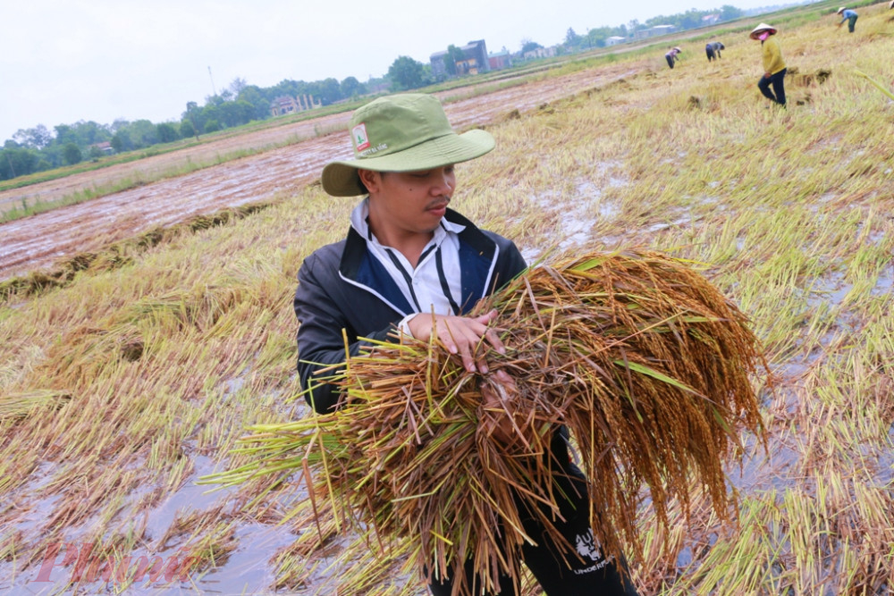 Kể cả những người con đang đi may trong  TP. Hồ Chí Minh nghe tin ba  gặt lúa cũng trở về giúp một tay
