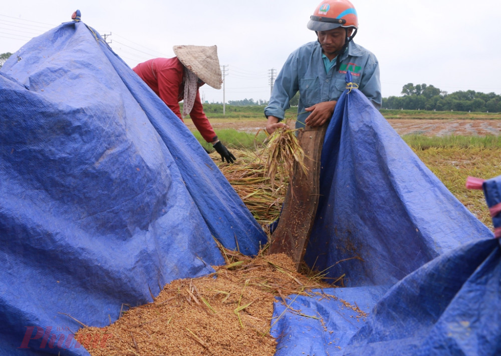 Cách chân ruộng ông Tuấn không xa là vợ chồng  Phan Chung còn vất vả hơn khi phải tự mình vớt lúa lên bờ ruộng rồi dùng tay đập vào thanh gỗ để lấy từng hạt lúa mang về