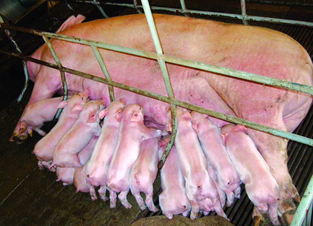 Nhiều hộ vẫn kiên trì gây đàn từ những con nái còn sống sót sau dịch tả lợn châu Phi