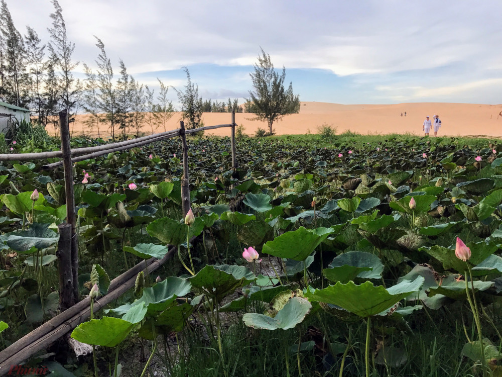 Hồ sen ở Bàu Trắng