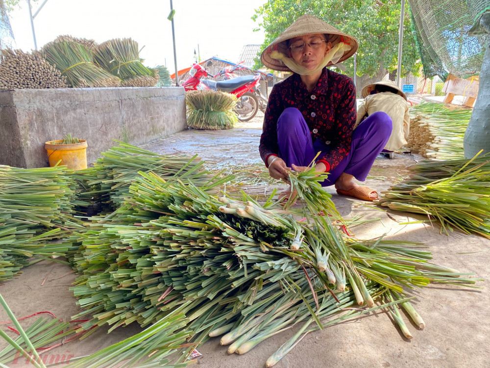 Sản lượng sản ít nên mỗi ngày cơ sở chị Phương chỉ đưa ra thị trường khoảng 1 tấn sả, thay vì vài tấn như trước