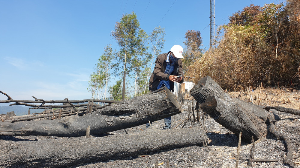 Ông Lê Trí Thanh - Chủ tịch UBND tỉnh Quảng Nam đã yêu cầu các cơ quan chức năng điều tra, sớm khởi tố vụ cháy rừng này