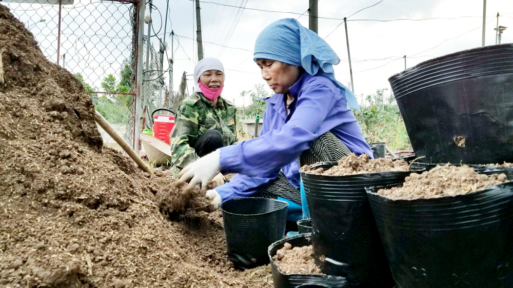 Bà Thảo, bà Hiền đi đóng bầu đất thuê, kiếm 300.000 đồng/ngày để vực lại những vườn hồng ốm o, bệnh tật