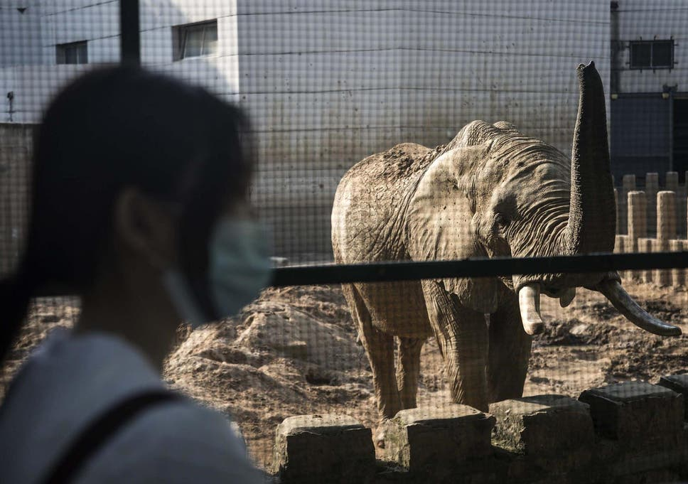 Một con voi châu Phi tại sở thú Vũ Hán, Trung Quốc - Ảnh: Getty Images