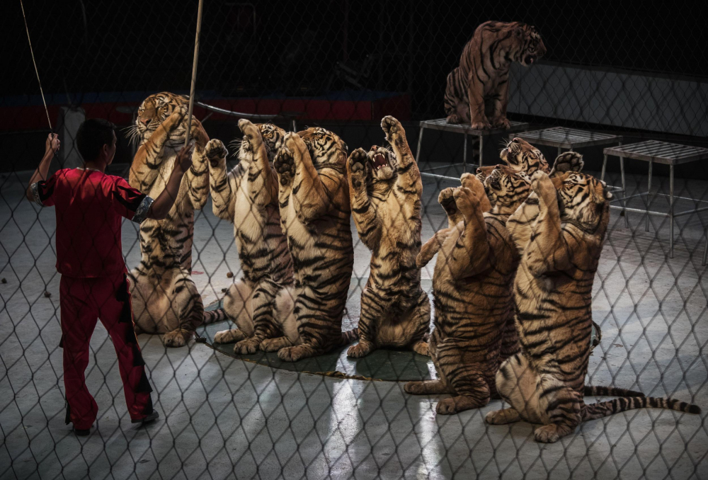 Những con hổ được huấn luyện trong một rạp xiếc Trung Quốc - Ảnh: Getty Images