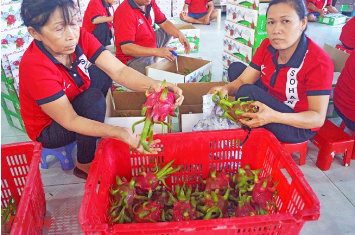 Thái Lan hiện chỉ cho phép nhập khẩu thanh long, xoài, nhãn và vải thiều Việt Nam