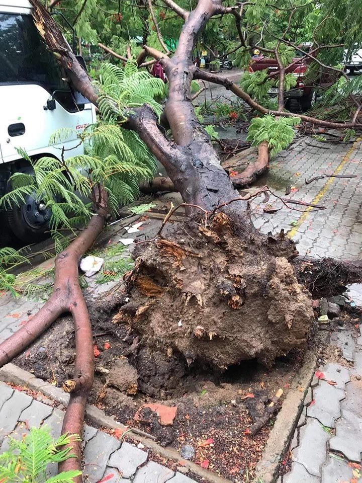 Cây phượng bật gốc khi trời có mưa và gió.  Phần thân cây đè lên hông bên phải của đầu chiếc xe tải, gây hư hỏng. 