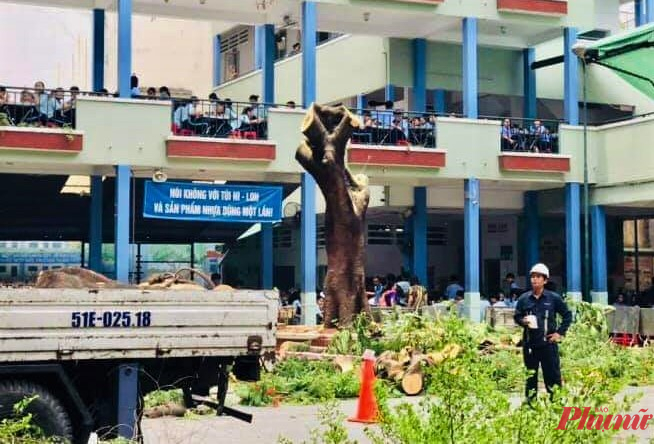 Hình ảnh cây phượng còn lại ở trường Bạch Đằng bị đốn hạ vào chiều 27/5 được chia sẻ trên mạng xã hội.
