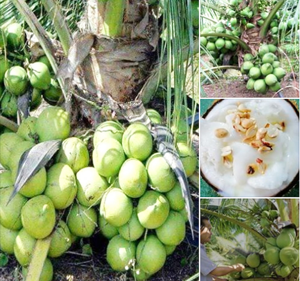 Một fanpage trên Facebook rao bán cây dừa sáp nhưng giao cây cau, hiện vẫn đang tiếp tục hoạt động