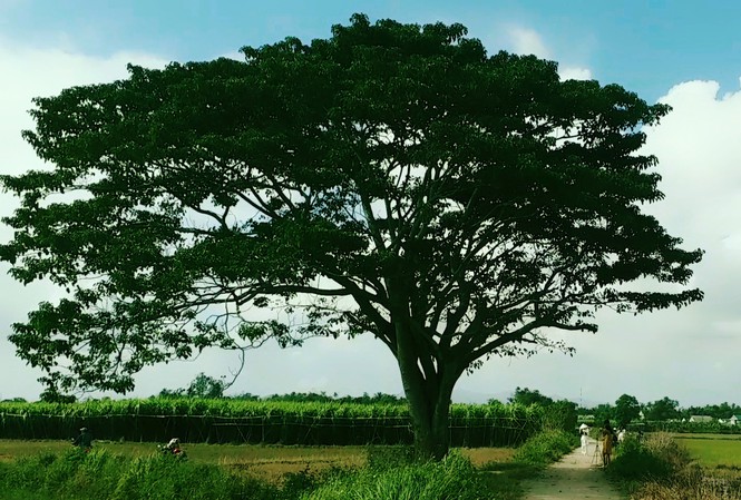 Cây ngô đồng ở làng Hà Cảng trở nên nổi tiếng sau phim Mắt biếc.