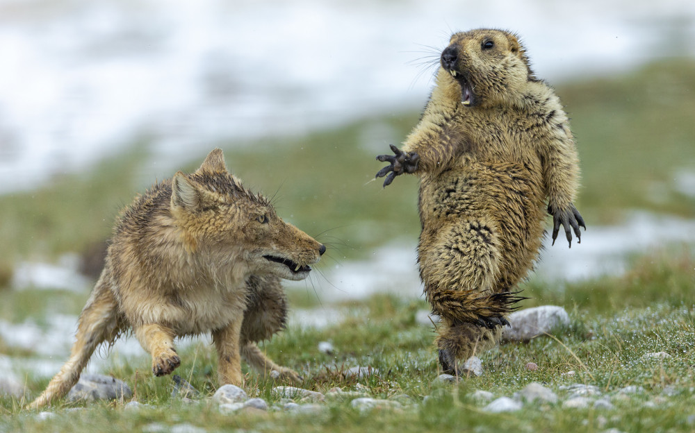 Marmot (phải) là loài gặm nhấm đặc trưng ở khu vực Nội Mông, Mông Cổ và Tây Tạng.