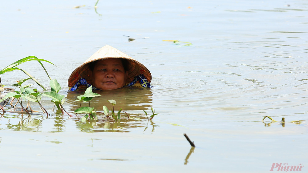 Không phải chỉ có nam giới mà cả phụ nữ cũng lặn ngập trong nước để hái rau. 