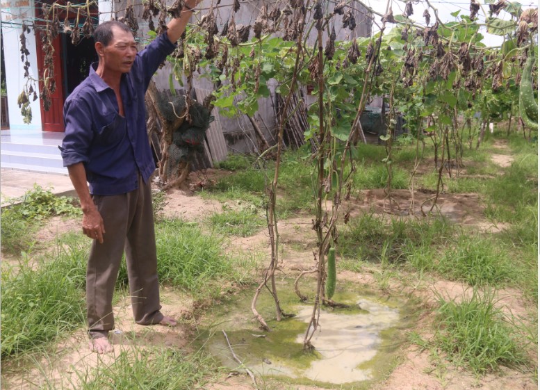 Cây cối, hoa màu của người dân ở xã Bình Châu èo uột và chết dần 