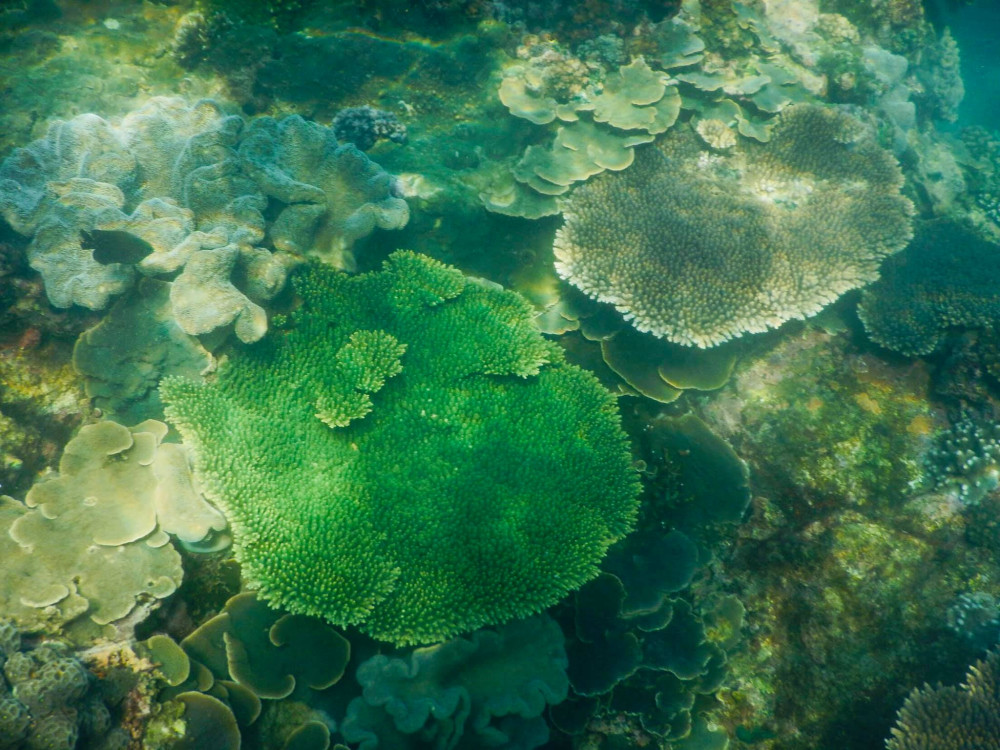  Ở Hòn Cau có nhiều bãi san hô đẹp, nhưng đẹp nhất có lẽ là bãi Ăn Cướp với những rạn san hô nhiều màu sắc, nước trong và sóng khá êm.