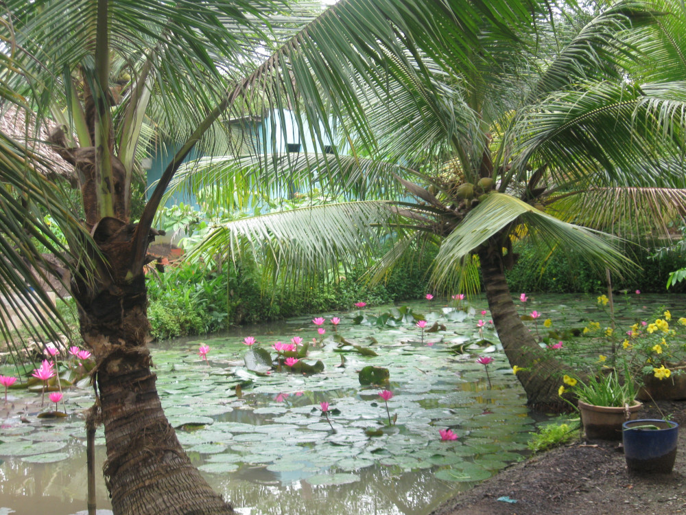 Không gian xanh mát, rợp bóng dừa trong khuôn viên Vườn Cò.
