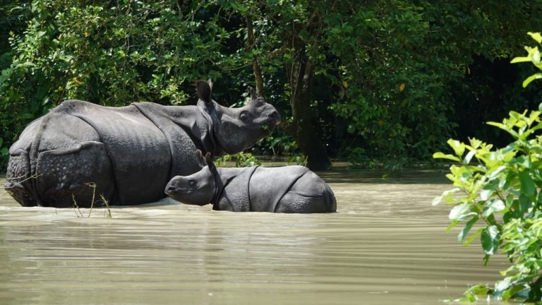 Tê giác một sừng đang bơi giữa dòng nước lũ trong Vườn quốc gia Kaziranga