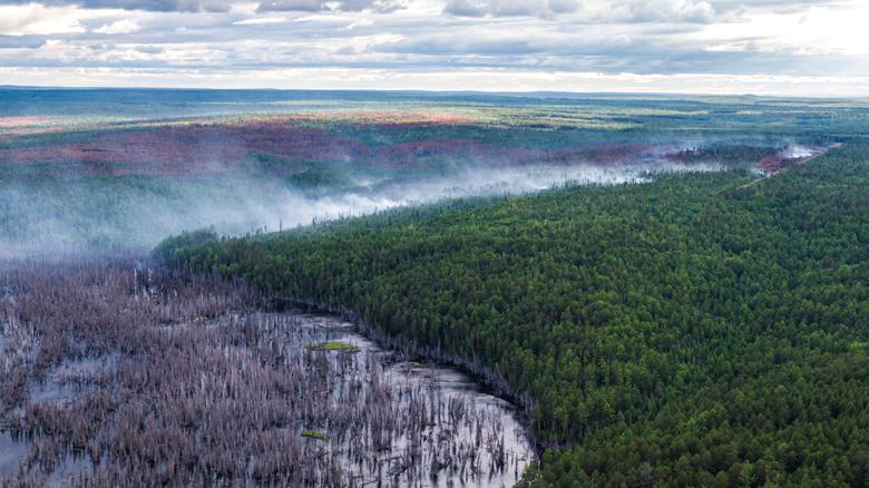 Hai mảng màu khác biệt trong cánh rừng khi một đám cháy quét qua. Khói cũng khiến mảng xanh ở vùng lân cận bị ảnh hưởng.