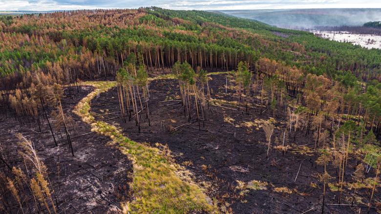 Một mảng rừng bị thiêu trụi sau đám cháy. 