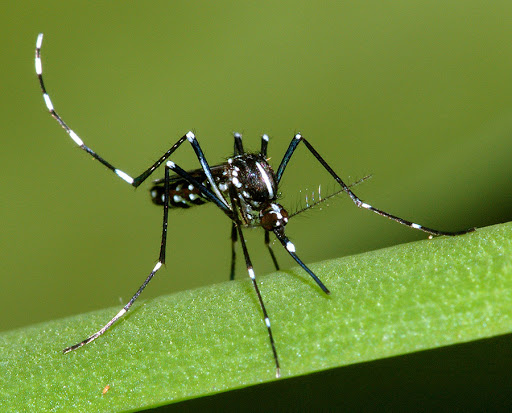 muỗi Aedes