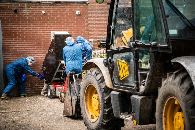 Nhân viên y tế Hà Lan tiêu hủy chồn tại một trang trại có 2 nhân công nhiễm COVID-19