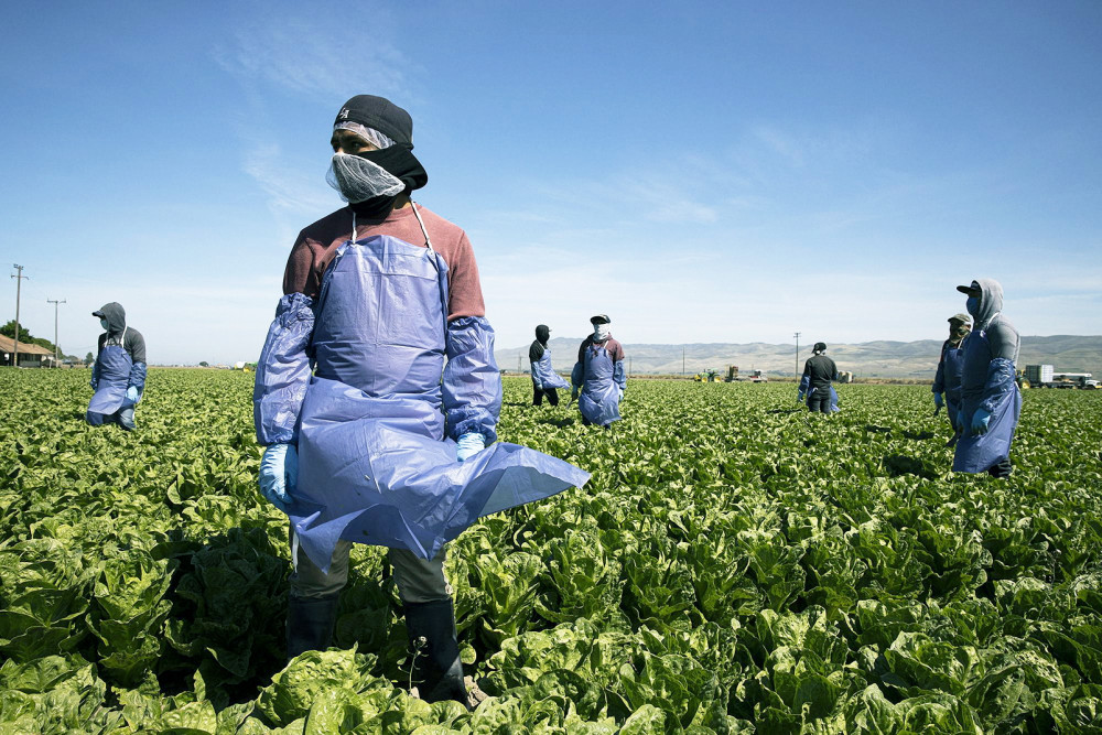 Các công nhân nông trại thời vụ nhập cư đang làm việc tại Greenfield,  bang California - Ảnh: Getty Images