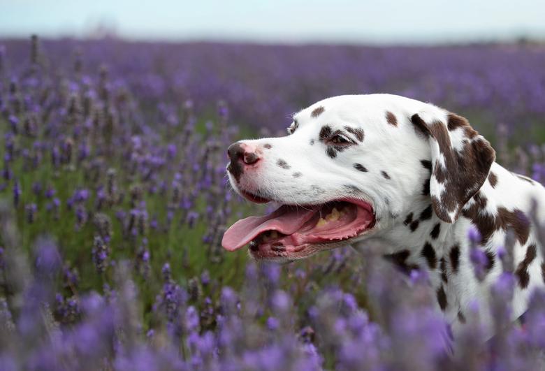Một chú chó được chủ dắt đi dạo trên đồng hoa rộng bạt ngàn.