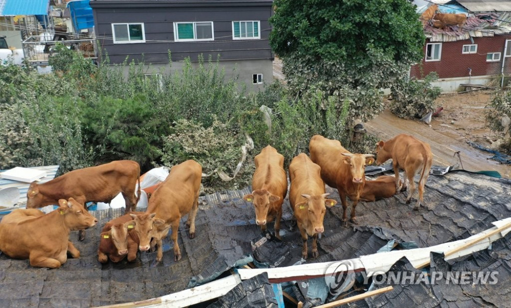 Lũ lụt và lở đất gây ra bởi những trận mưa như trút nước ở các khu vực miền trung và tây nam của Hàn Quốc đã khiến ít nhất 31 người thiệt mạng và 11 người khác mất tích trong hơn một tuần qua, buộc hơn 6.000 người phải sơ tán. Trong khi đó, gia súc ở các vùng nông thôn cũng đang cố gắng tự cứu bản thân, chúng bò lên các mái nhà để sống sót.