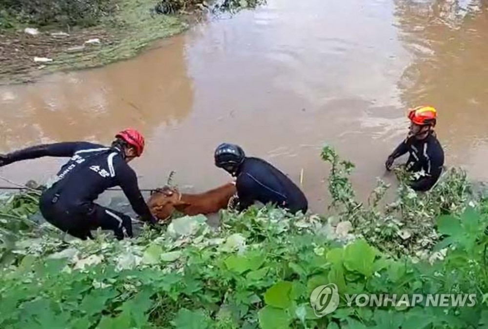 Các nhân viên cứu hỏa giải cứu một con bò khỏi nước lũ do mưa lớn ở quận phía đông nam Hapcheon, tỉnh Nam Gyeongsang.