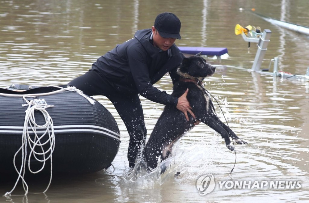 Một người đàn ông cứu một con chó khỏi một ngôi làng bị ngập lụt ở phía nam quận Hadong, tỉnh Nam Gyeongsang.