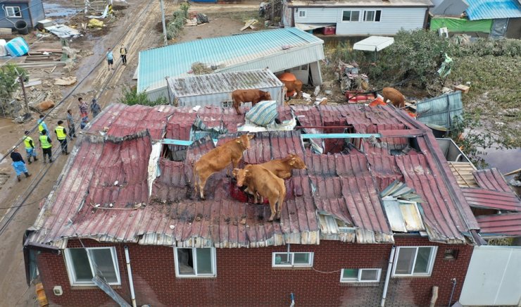 Những con bò đứng trên mái của một chuồng gia súc ở quận Gurye, tỉnh Nam Jeolla, ngày 9/8 sau khi khu vực này đang hứng chịu lũ lụt tồi tệ do những trận mưa lớn kéo dài hơn 1 tháng rưỡi qua.