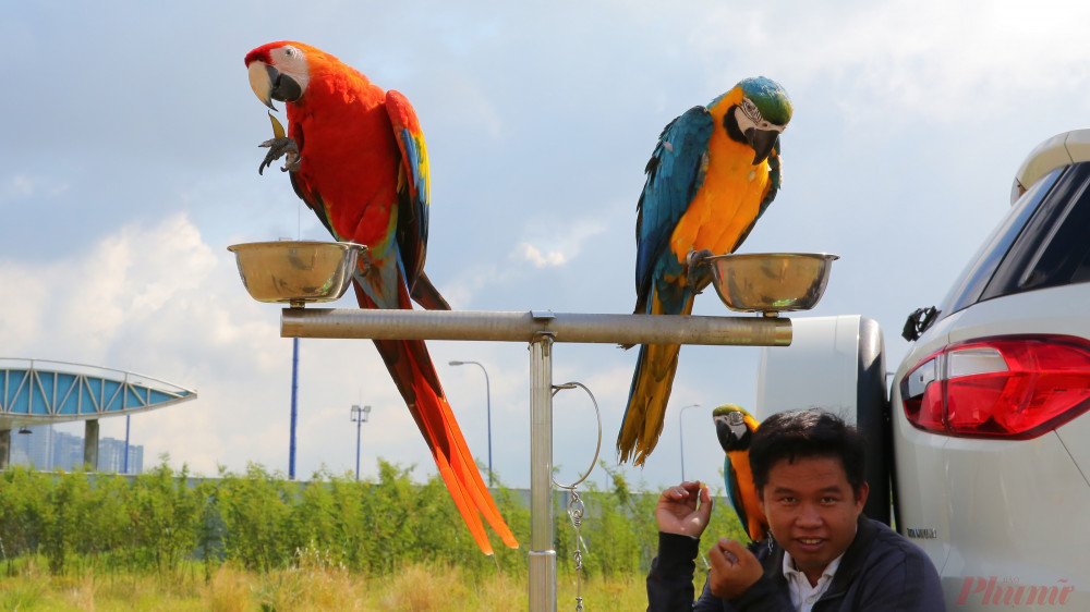 Cho vẹt ăn sau khi vui chơi xong. 