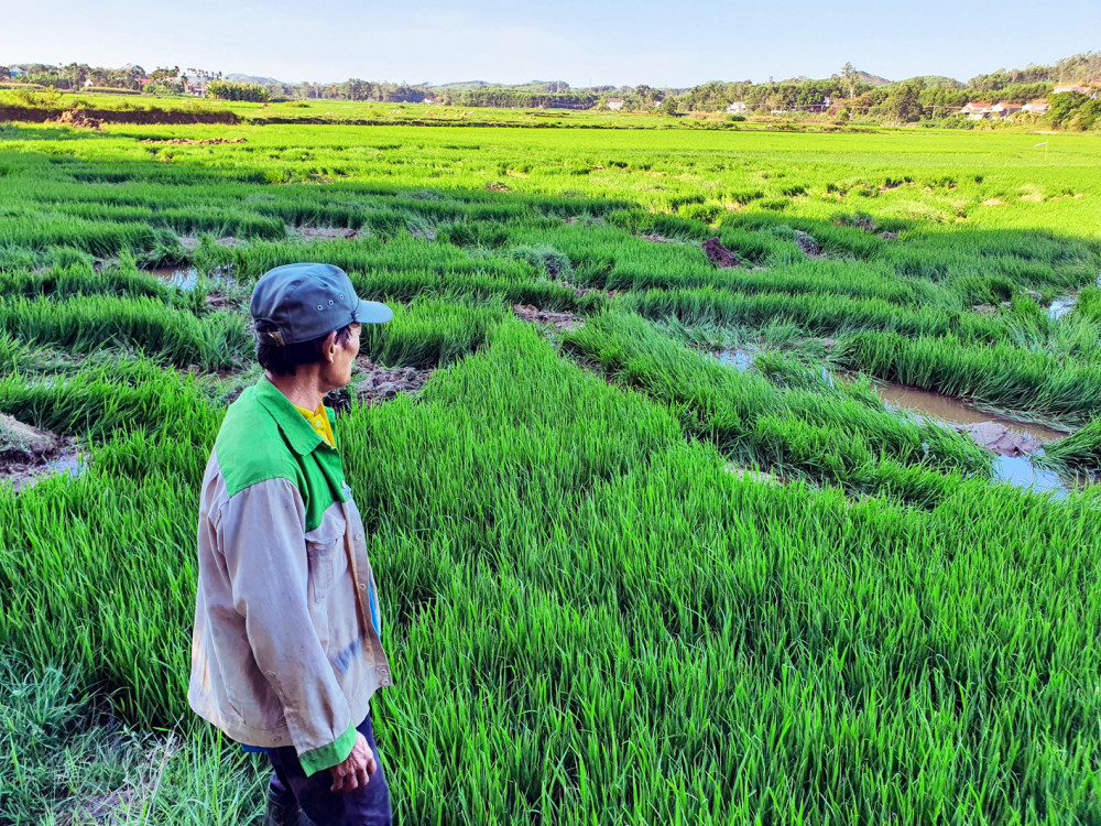 Ông Lê Minh Tâm xót xa bên ruộng lúa bị càn không thương tiếc