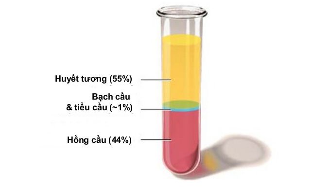 Bệnh nhân hết COVID-19 hiến huyết tương có hại gì không? - Báo Phụ Nữ