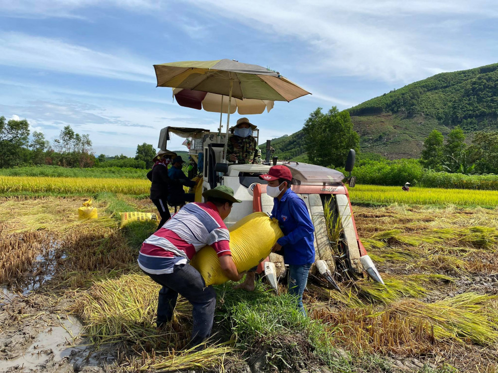 Các lực lượng ở xã Nghĩa Sơn cắt lúa giúp nhà ông Nhậu