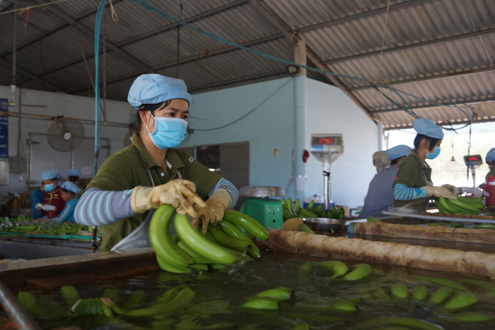 Mặc dù giảm nhưng trái cây vẫn là chủng loại xuất khẩu chính nửa đầu năm đạt 1,2 tỷ USD, giảm 22,9% so với cùng kỳ 2019.