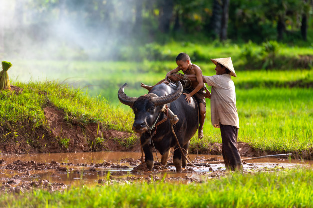 Nghề nông không đủ sách áo cho chị em chúng tôi, nên cha tôi phải đi bắn rắn kiếm thêm. Ảnh: freepik