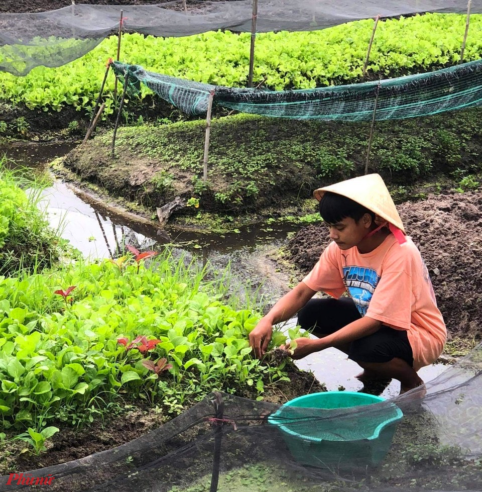 Phụ mẹ hái rau đem chợ bán