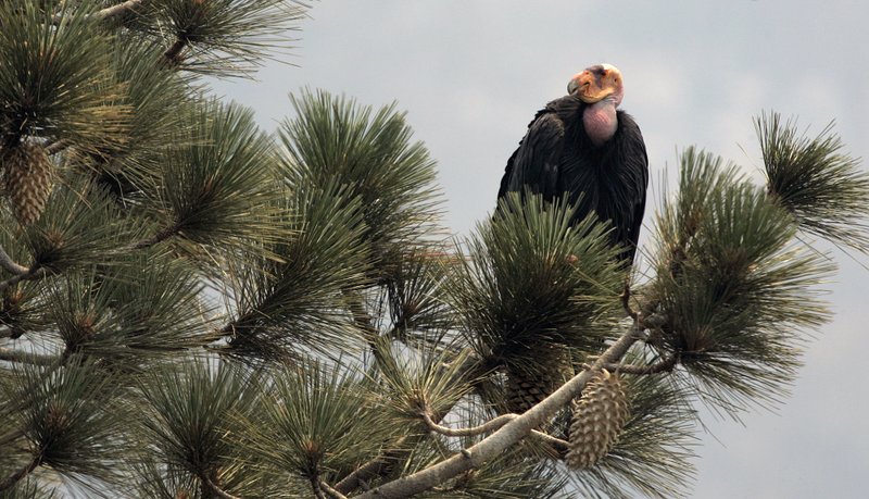 Một chú kền kền California đang đậu trên đỉnh một cây thông tại Rừng quốc gia Los Padres, California. Ảnh: AP