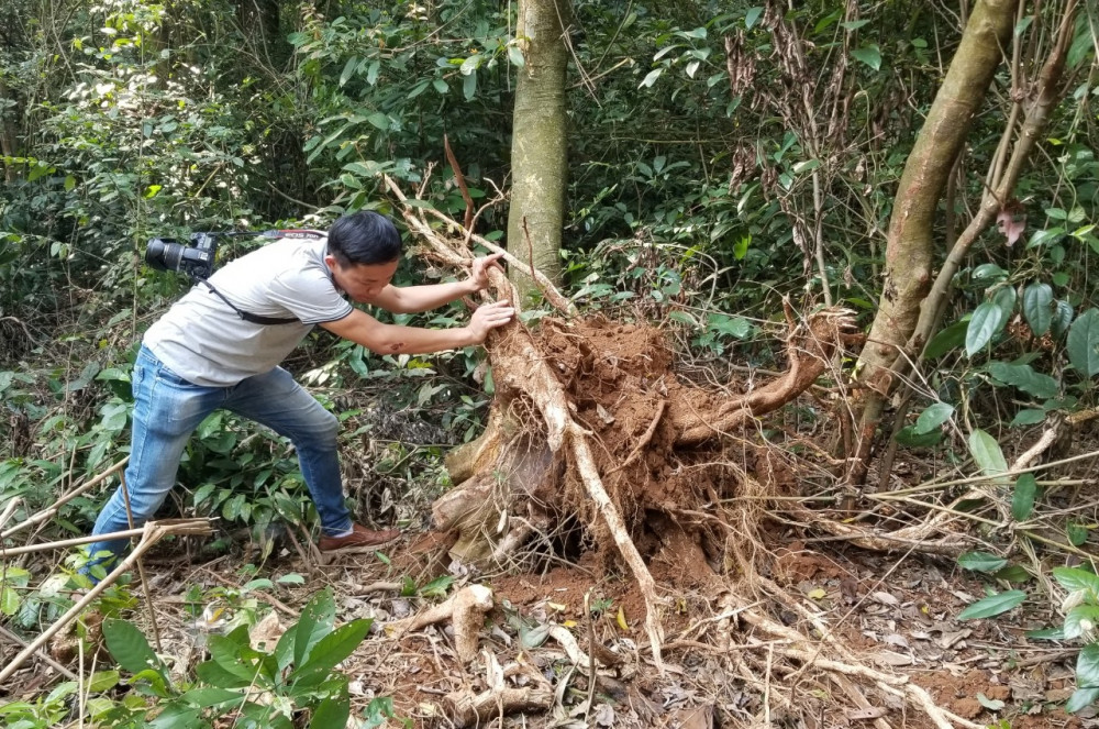 Nhiều cây gỗ của rừng đặc dụng tại xã Vĩnh Hòa huyện Vĩnh Linh đã bị đốn hạ