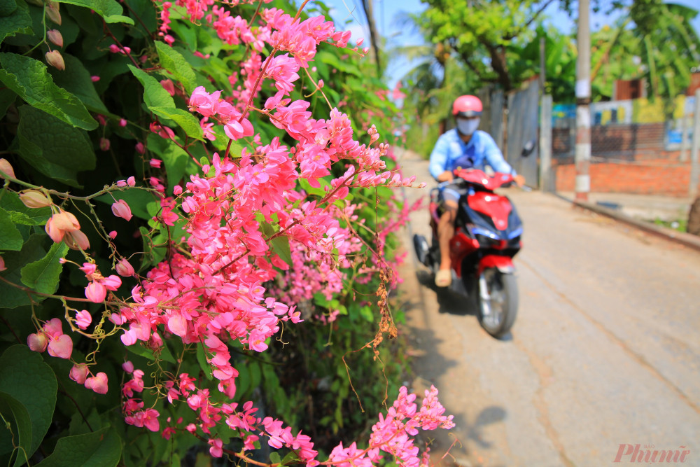 Hoa dại mọc ven đường tại bán đảo Thanh Đa, quận Bình Thạnh, thành phố Hồ Chí Minh.