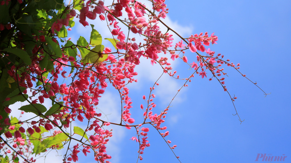 Dưới cái nắng của đầu tháng chín loài hoa dại khỏe sắc dưới bầu trời xanh. 
