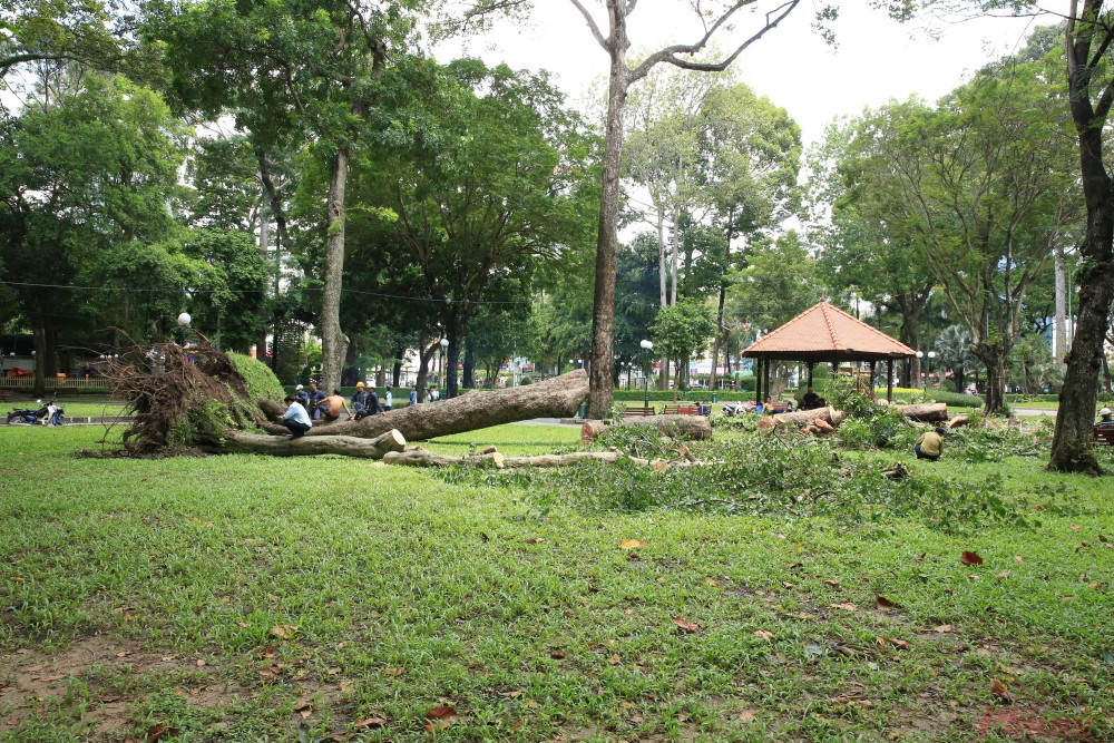 Hiện trường ba cây bị bật gốc nằm trong công viên Tao Đàn. 