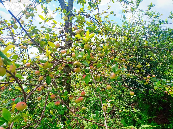 Cành táo mèo chỉ cắt ở những phần nhánh nhỏ và lựa chọn những trái má ửng đào