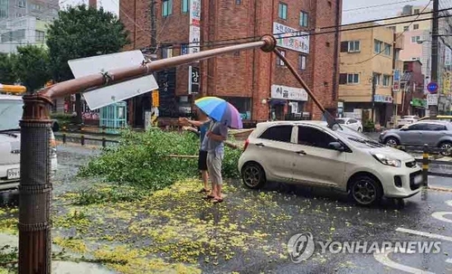 Cây cối bị ngã đổ tại tỉnh Nam Gyeongsang.