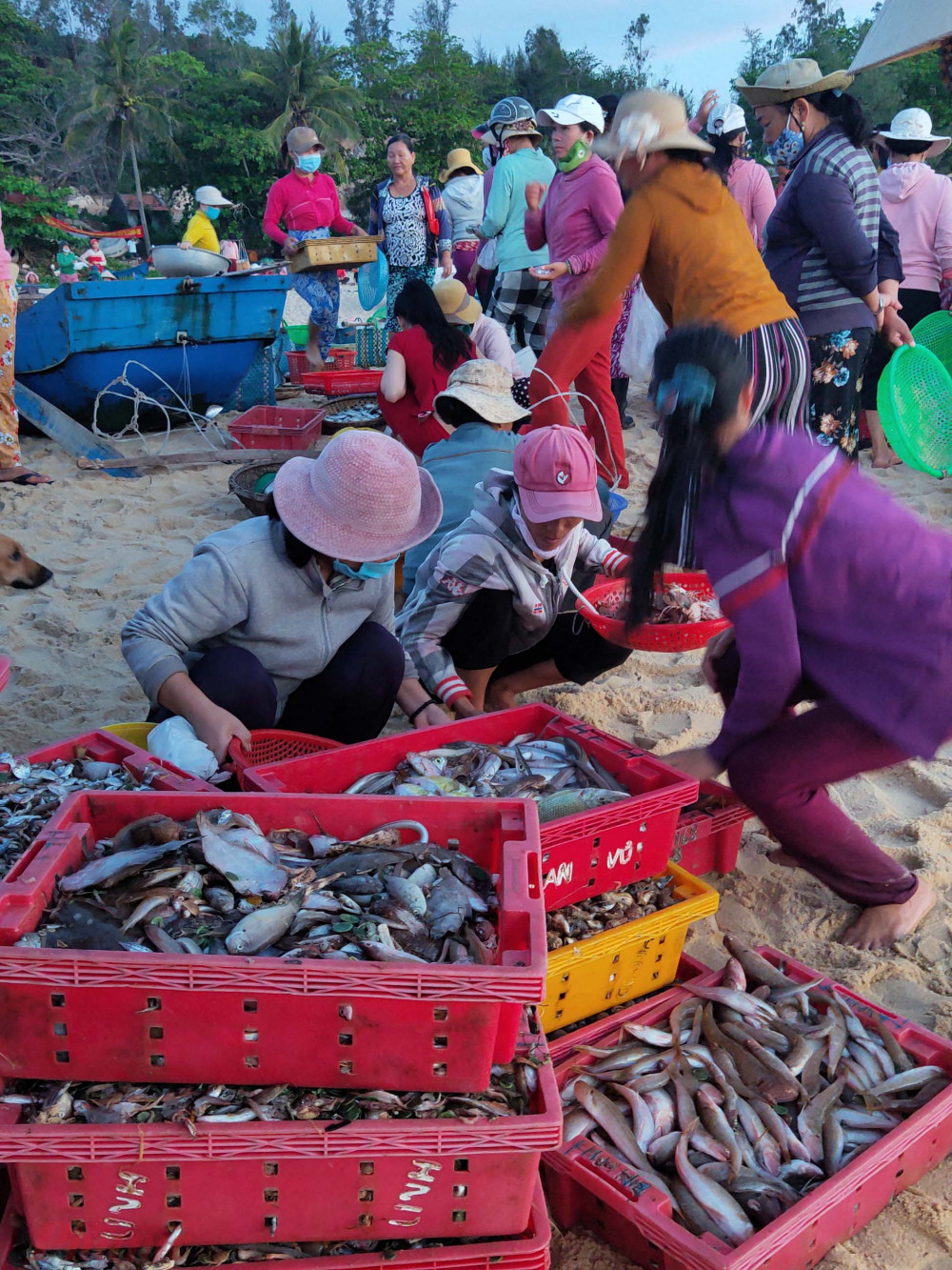 Chợ cá hừng đông ở An Hải