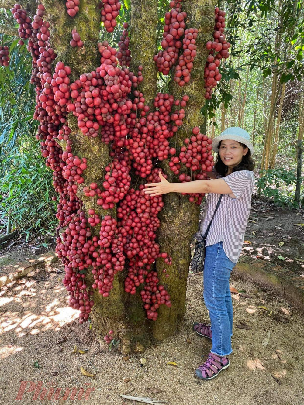 Cây Đỏ ở cao nguyên Vân Hoà nhìn như cây sung nhưng trái thì giống như trái dâu da